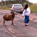 Uma cabra solta na rua ataca todos que passam