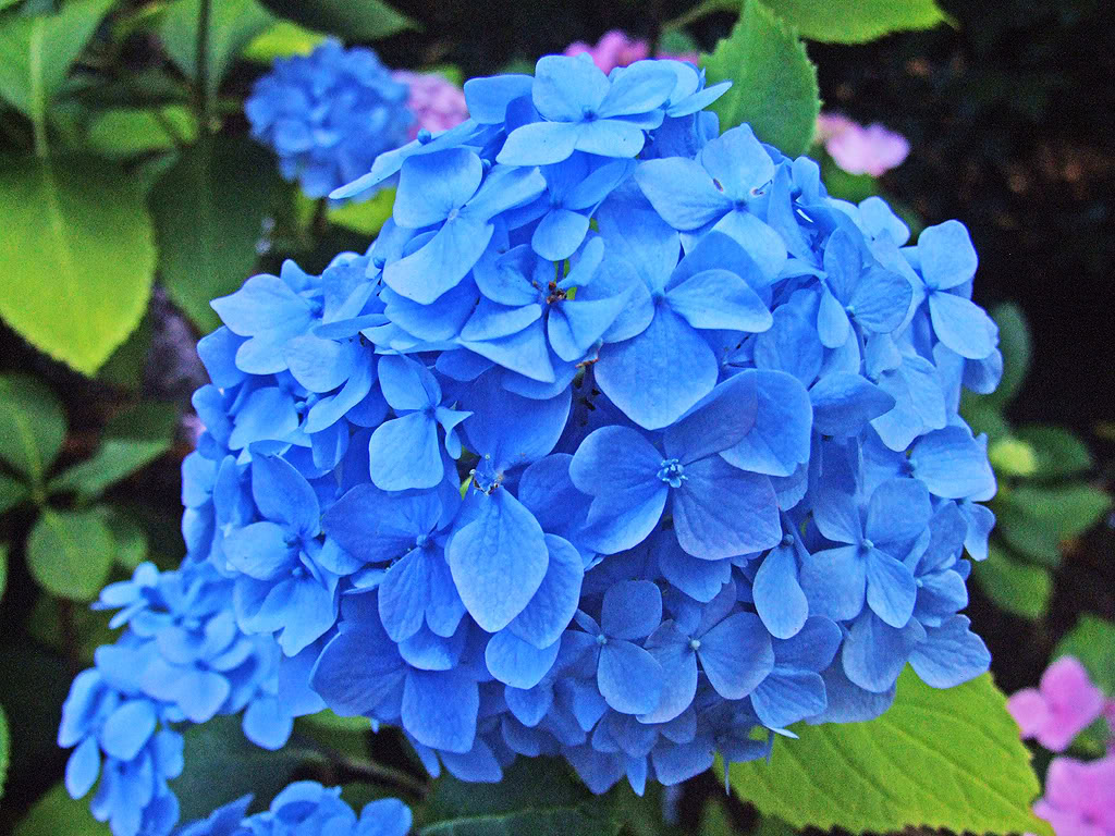 http://1.bp.blogspot.com/-rz-HYLWCFjM/TdSbi9tjBMI/AAAAAAAAAR0/Cq8RPUUJOCs/s1600/Blue_Flowers.jpg