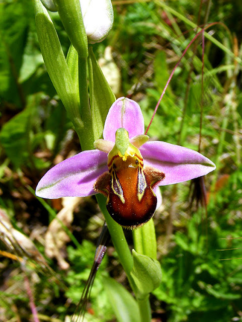 Bee Orchid Ophrys apifera var fulvofusca. Indre et Loire. France. Photo by Susan Walter.