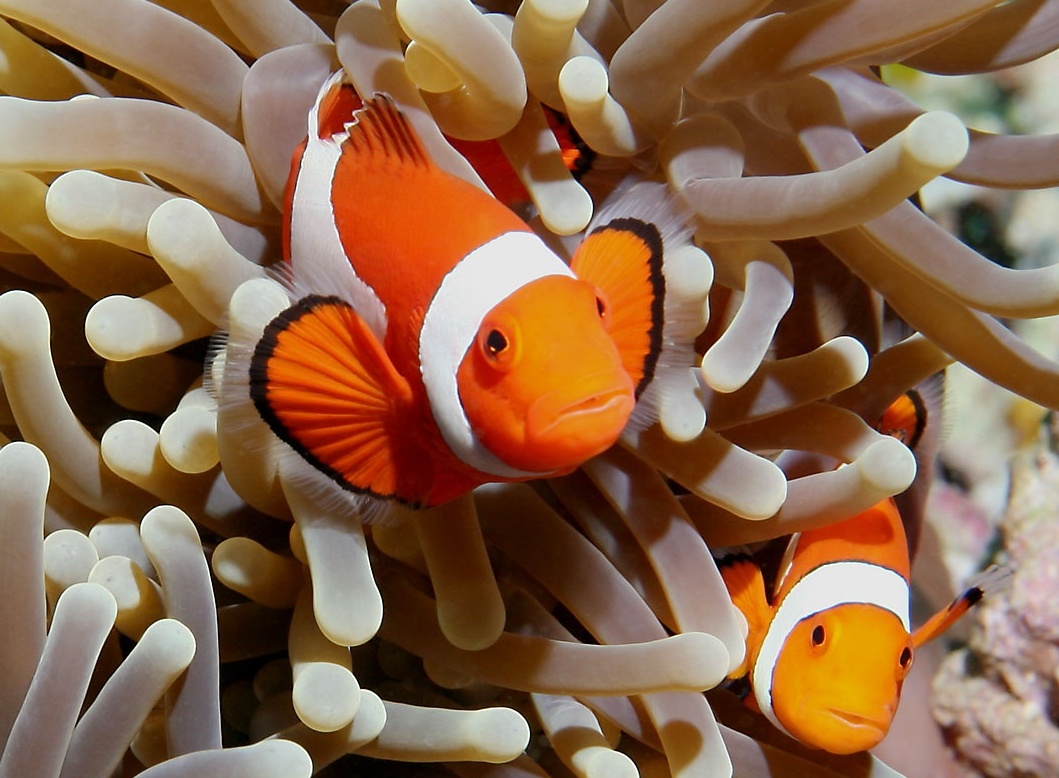 Ikan Nemo Bisa Kulturkan Amboi Gambar Laut