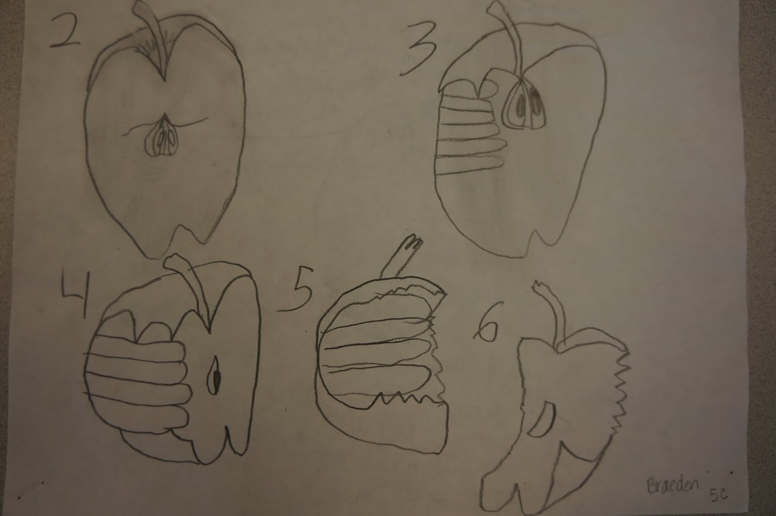 Show Me the Mona drawing from observation apples