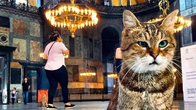 Kisah Gli, Kucing Terkenal yang Menghuni Hagia Sophia selama 16 Tahun Kisah Gli, Kucing Terkenal yang Menghuni Hagia Sophia selama 16 Tahun, naviri.org, Naviri Magazine, naviri majalah, naviri