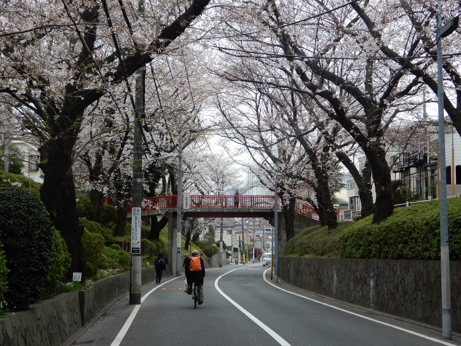 桜坂の桜 あたしンちのおとうさんの独り言