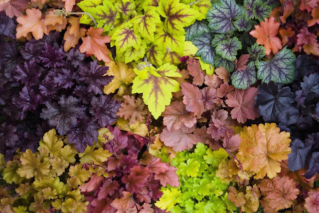 Heuchera (Coral Bells)