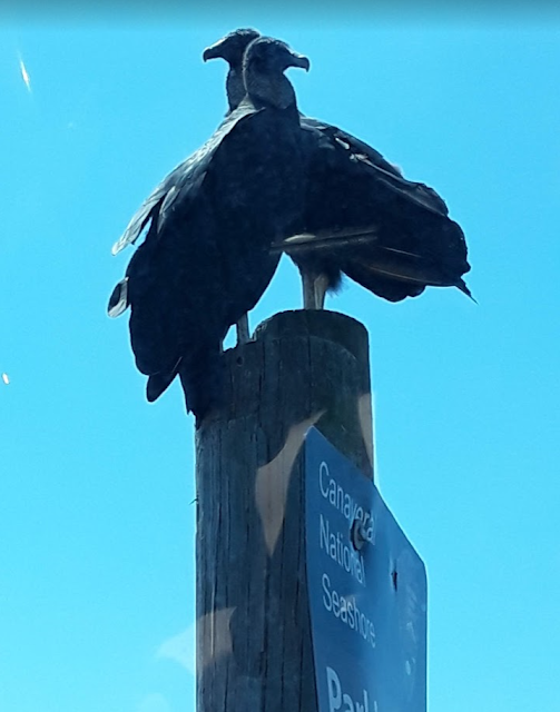 Cocoa Beach Pictures Turkey Vultures commonly known as Buzzards