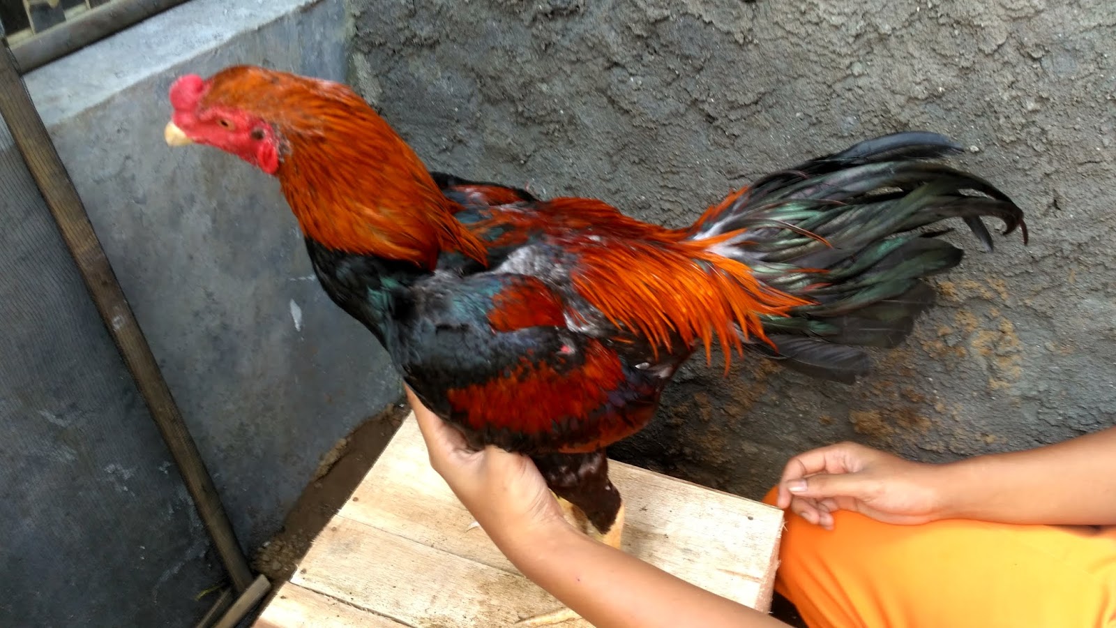 Pakan Ayam Bangkok Pukul Mati Rectangle Circle