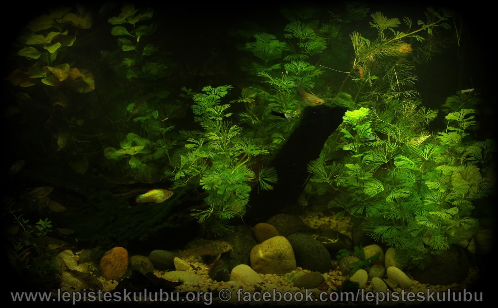 https://1.bp.blogspot.com/-rzItzYBFIRU/V_vTP9QnoOI/AAAAAAAAHAk/jeJR9fbK7-MIDJje89Non-tfR0AgvZXJwCLcB/s1600/IMG_0132.JPG