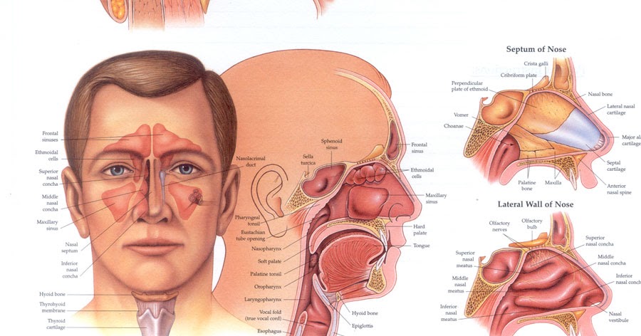 Ear Nose And Throat Diagram 42