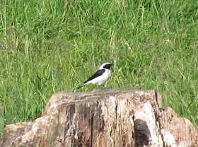 Black-eared Wheatear, Acres Down, New Forest - Hampshire