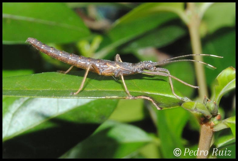 Ninfa hembra L3 de Pseudophasma subapterum, 2,2 cm de longitud Ninfa hembra L3 de Pseudophasma subapterum, 2,2 cm de longitud