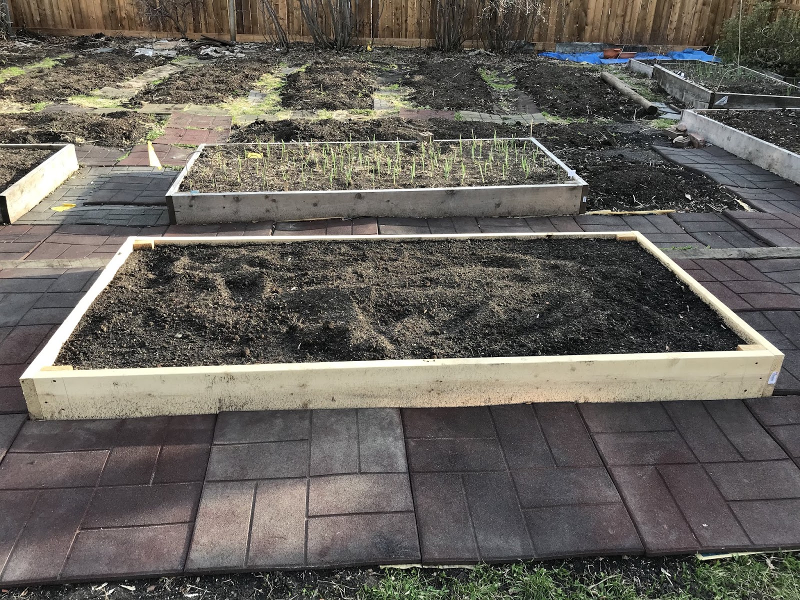 Backyard Garden Make a raised bed from untreated lumber