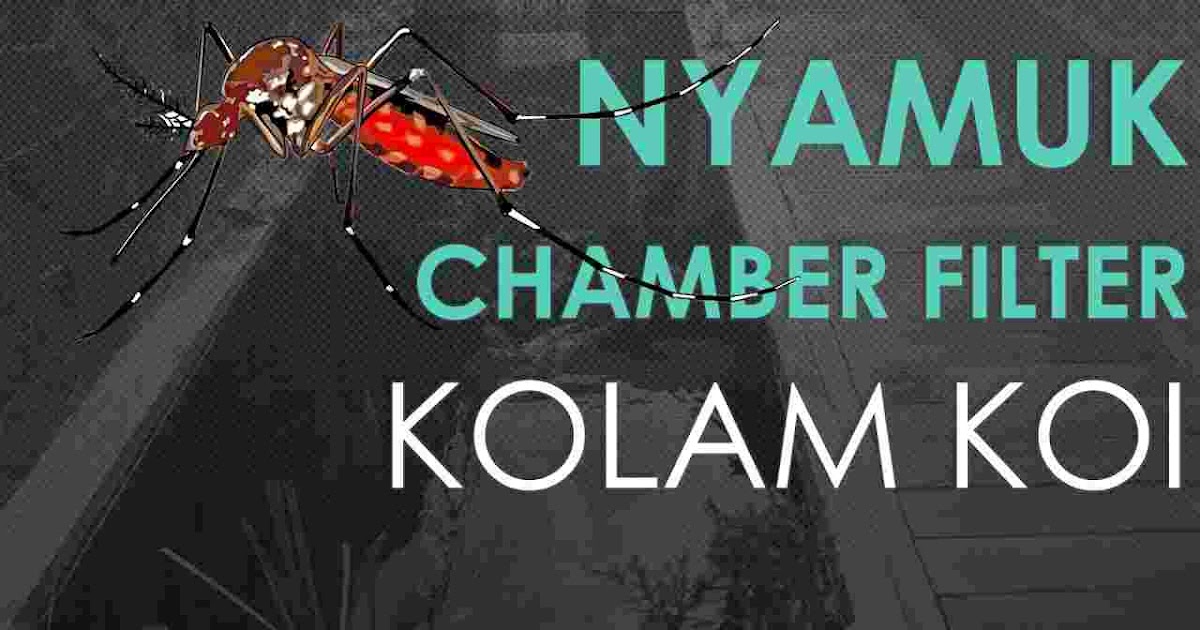 Begini Cara Mengusir Jentik Nyamuk Di Chamber Filter Kolam Koi Kigoi