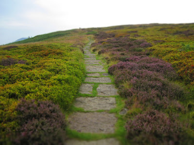 Bog Bilberry (left) and Heather (right) on Round Hill
