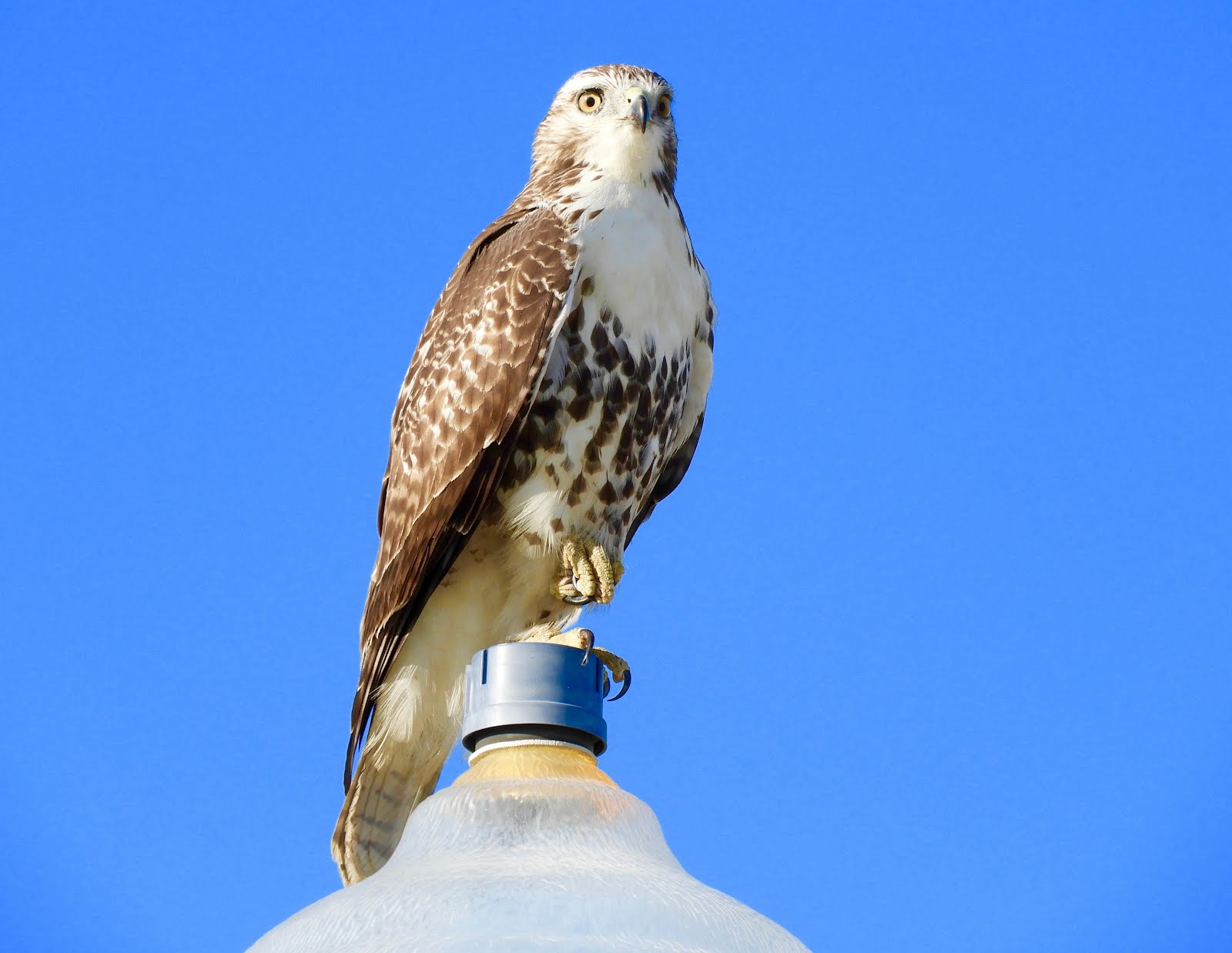 It's All About Purple Red Tailed Hawk