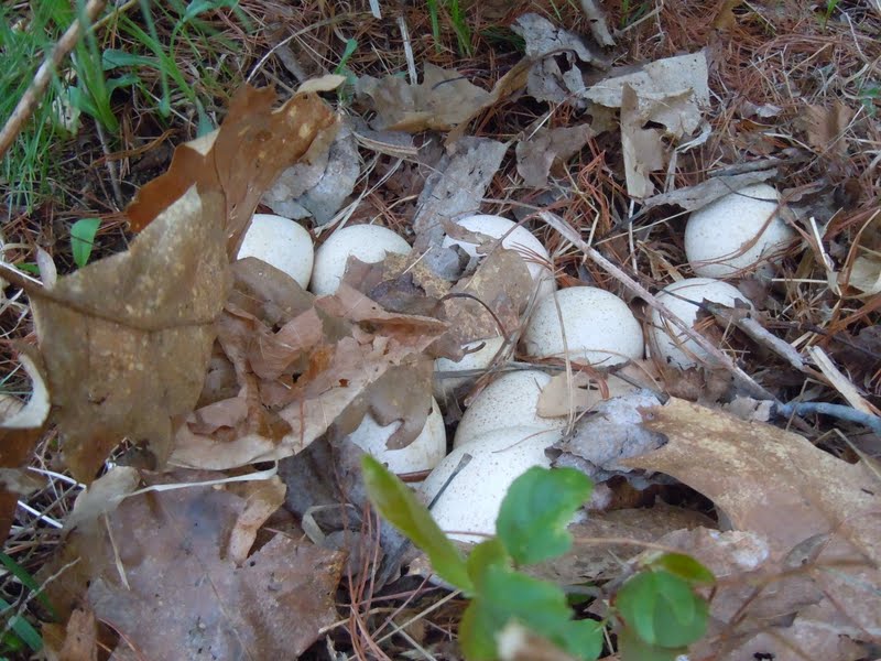 Goat Eats Spring Harvest!