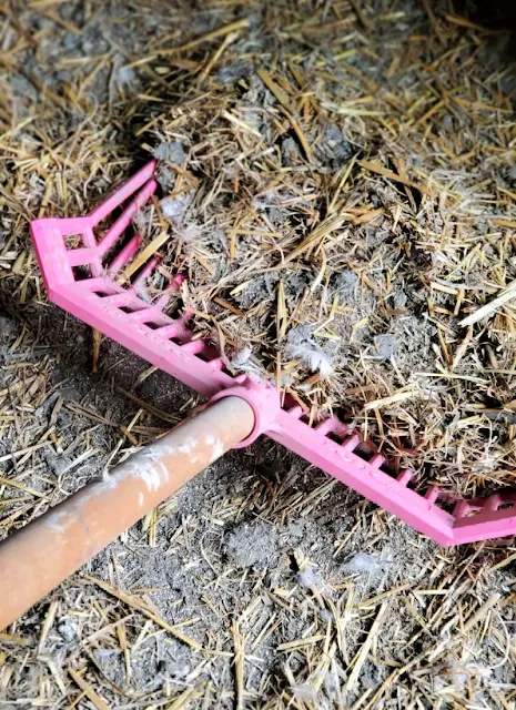 raking straw out of chicken coop