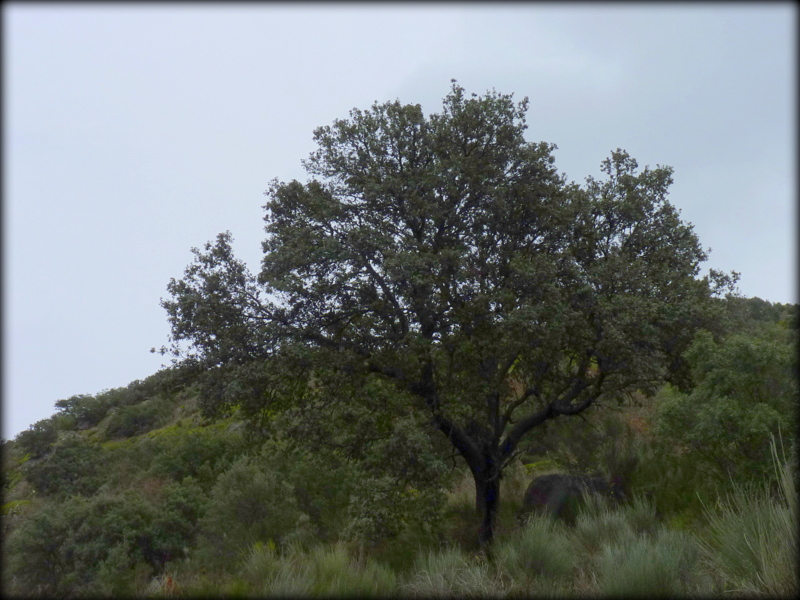 Debut-ando: Pozo de los Humos y Pozo Airón desde Pereña 07/02/2021.