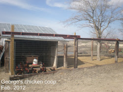 chicken coop in olive branch ms 4