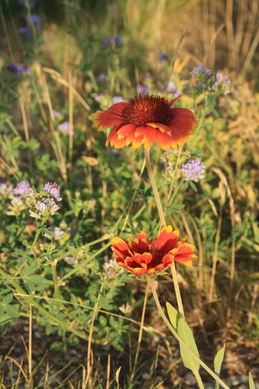 Nomadic Newfies KD Park and North Branch Conservation Area
