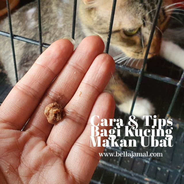 Cara & Tips Memberi Kucing Makan Ubat
