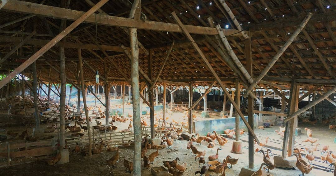 CV.SAHABAT TERNAK KEDIRI seputar harga bebek/itik siap CV.SAHABAT TERNAK KEDIRI seputar harga bebek/itik siap