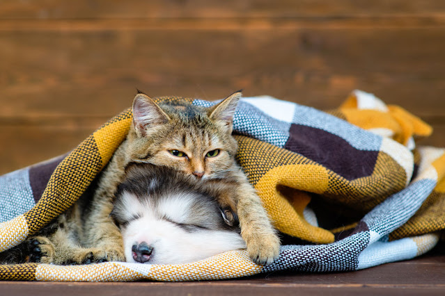 A tabby cat lies on top of a malamute puppy, snuggled in a check blanket. The measurements and love of life with pets.