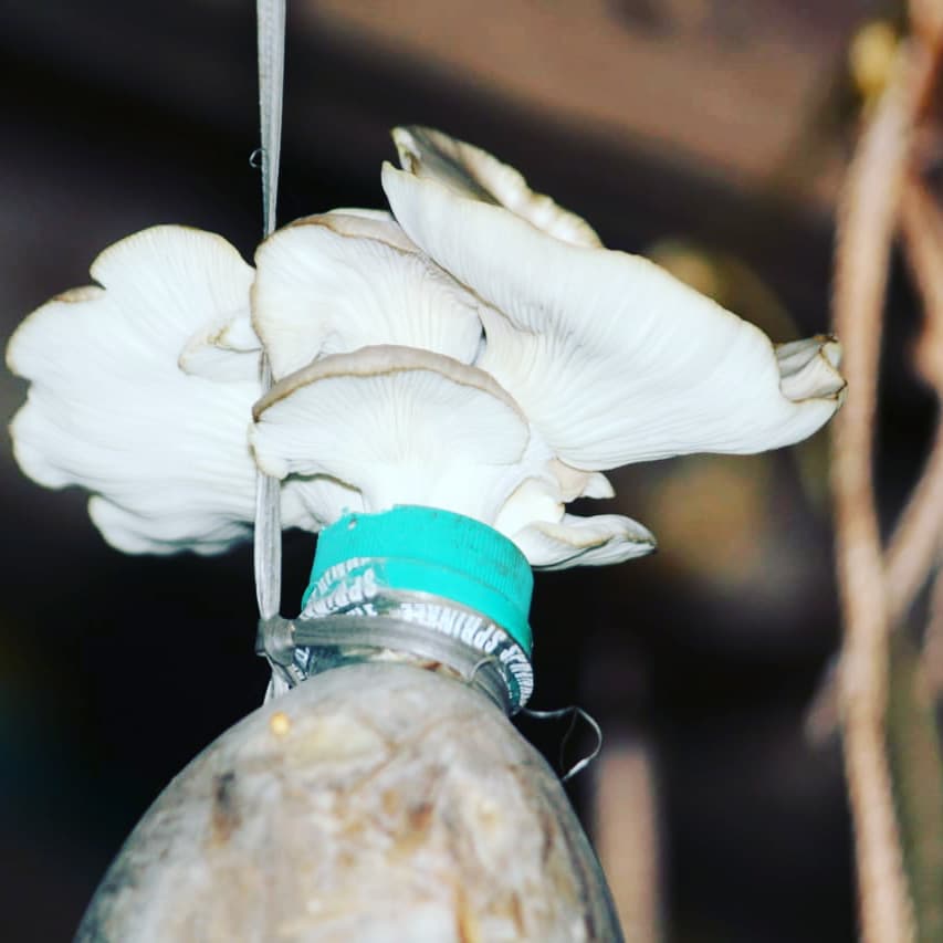 How to grow oyster mushroom in waste plastic bottle Mushroom