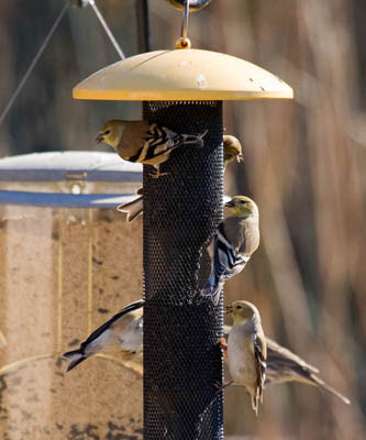 What Do American Goldfinches Eat?