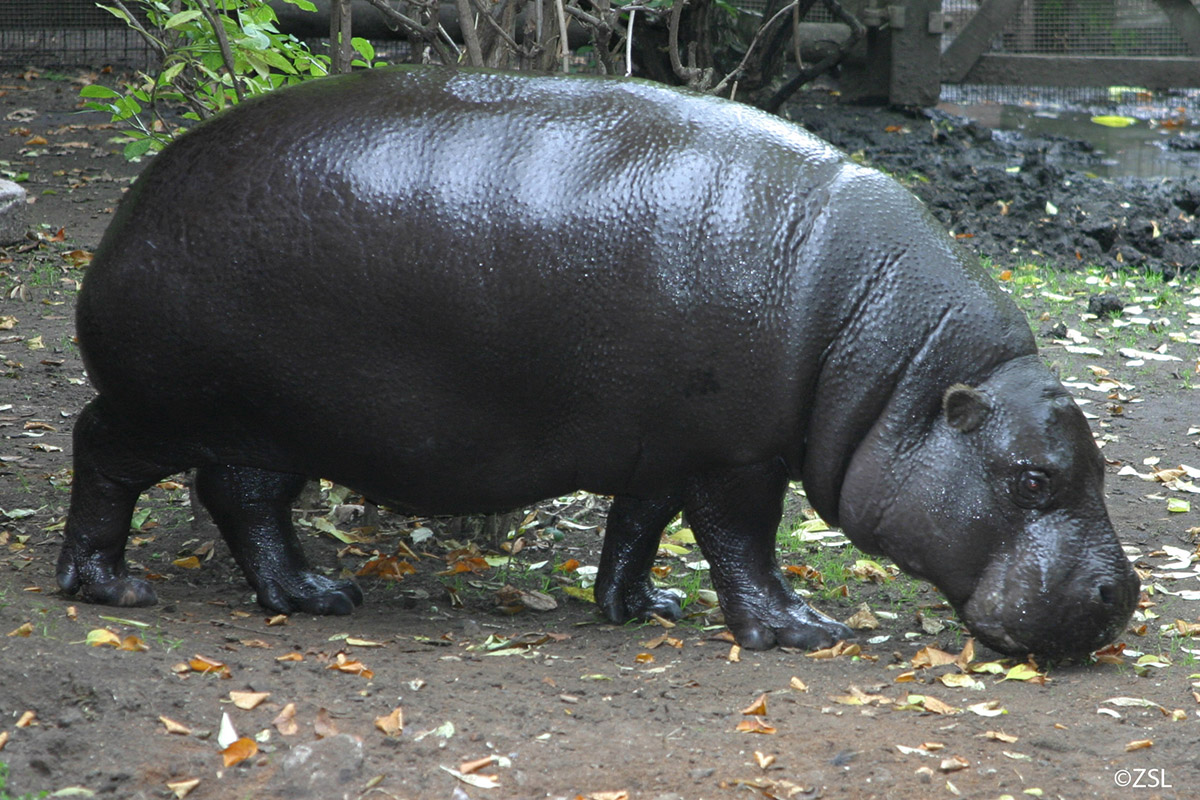Pygmy hippopotamus, how many pygmy hippos are left in the world?
