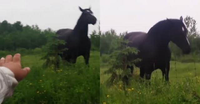 лошадь утащила. снежная лошадь. лошадь на берегу зачем. лошадь козлит. лошадь реакция на смерть другой лошади.