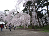 弘前公園の大しだれ桜