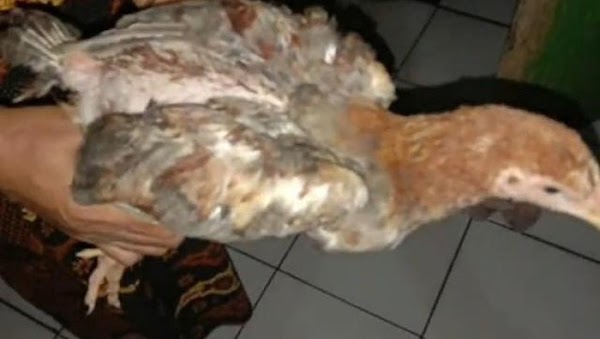 Legislator NasDem Minta Kemensos Cek Bansos Ayam Hidup di Cianjur