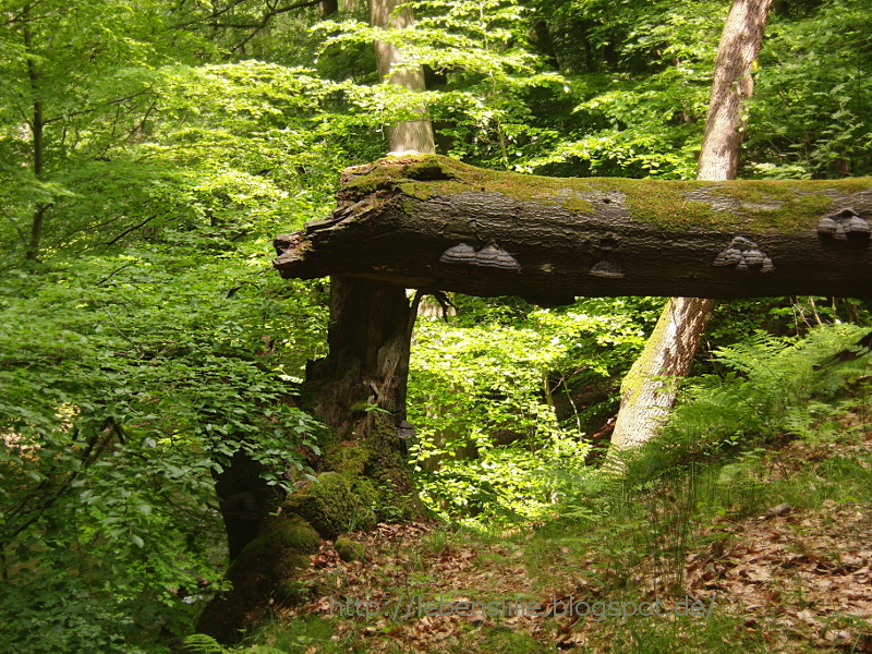 Lebenslilie Der Gärtner und die Herrschaft