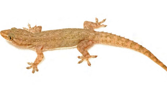 88 Arti Kejatuhan Cicak Di Tangan Kiri Menurut Primbon Dan Islam Firasat Kejatuhan Cicak