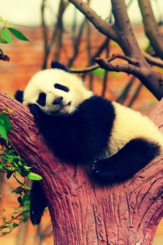 panda images