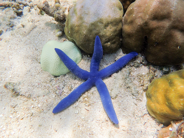 Pulau Menjangan - Bali