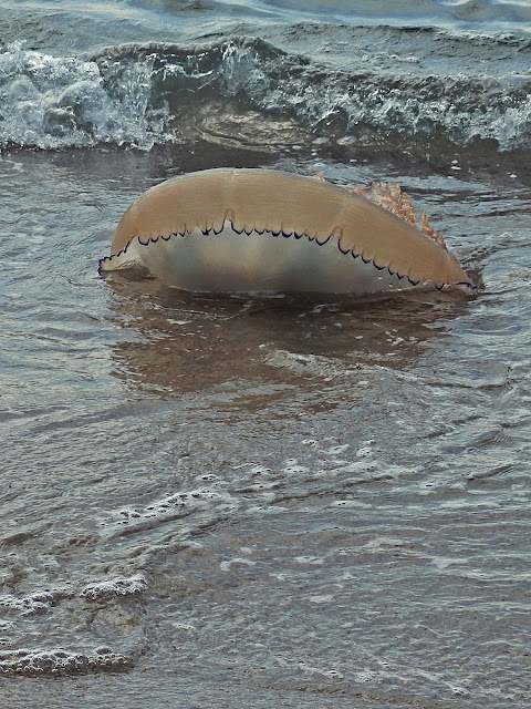 Barrel Jellyfish seen at Carlyon Beach