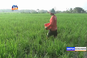 Luas Lahan Pertanian Ngawi Bertambah 518 Hektar