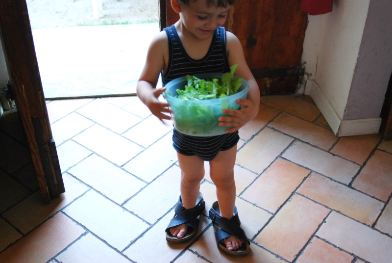 raccolta insalata da taglio in citta con i bambini