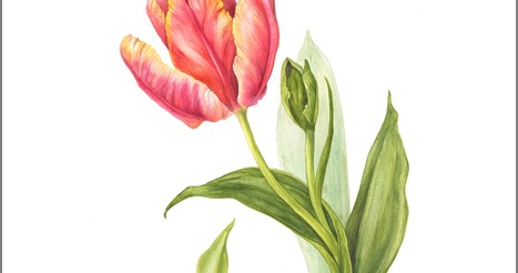 Draw the Beauty of Nature with Mindy Lighthipe: Botanical Fine Art ...