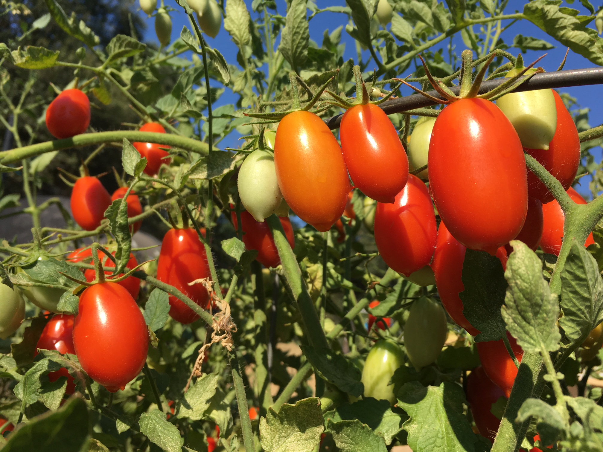 Sacramento Digs Gardening: Tomato varieties to count on -- and some  experiments