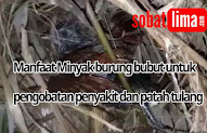 Jenis Burung Bubut Butbut Yang Ada Di Indonesia Dan
