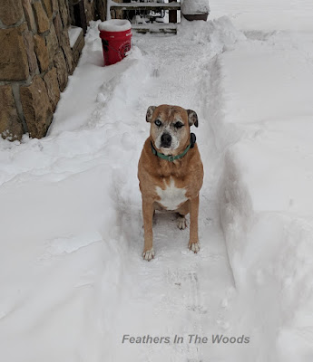 Boxer dog sitting in snow beside house