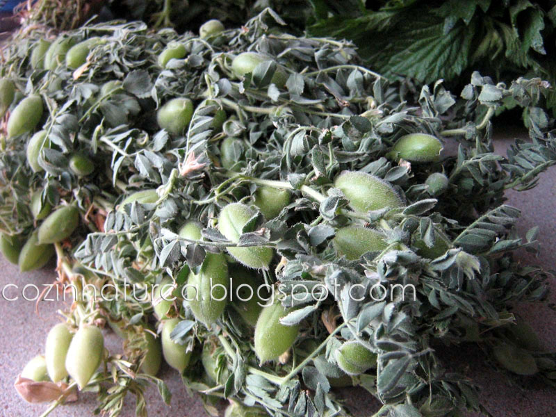 Grão-de-Bico Verde (Yeşil Nohut)