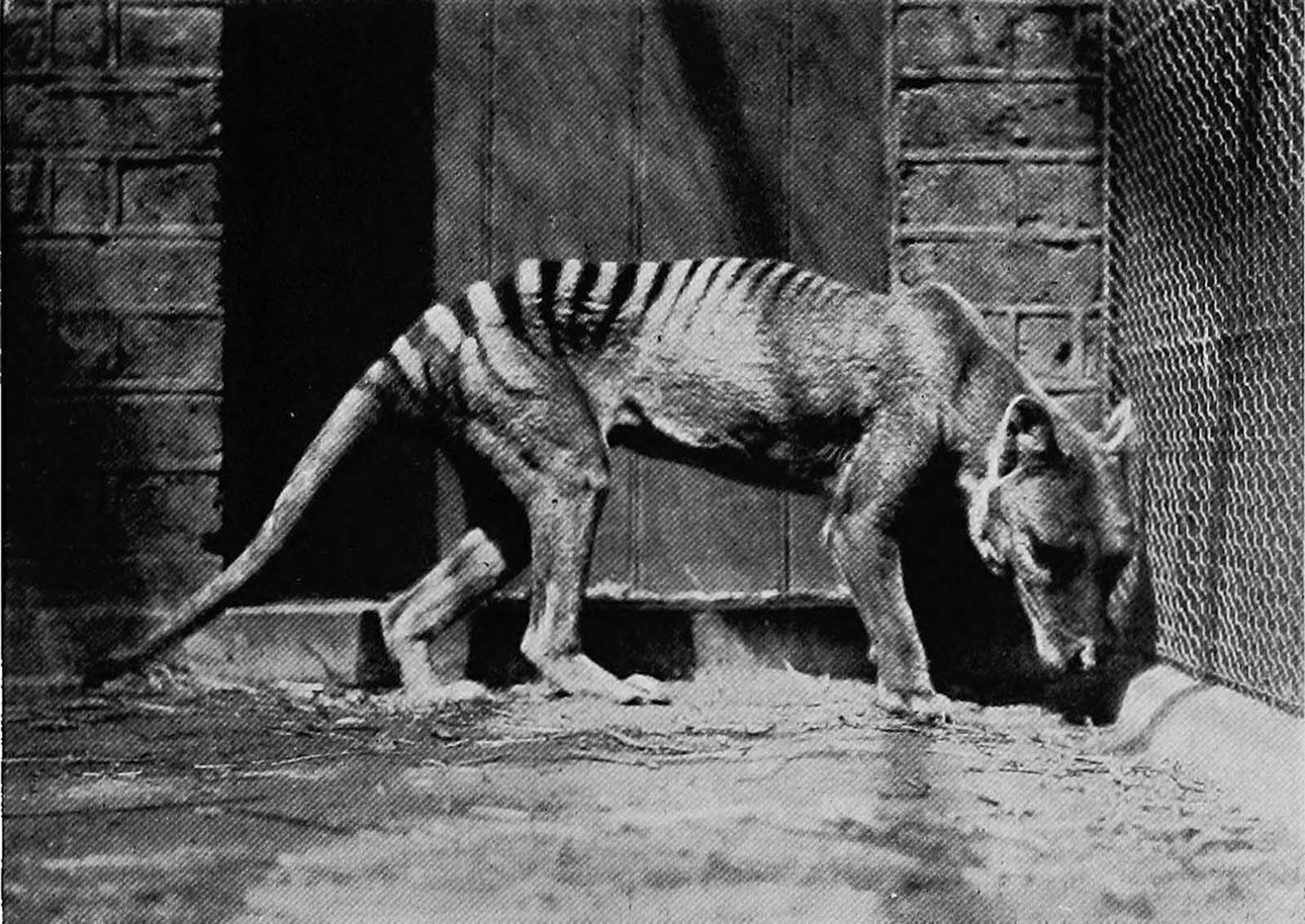 The last known live animal was captured in 1933 in Tasmania. 