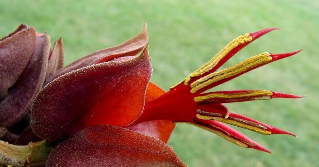 MyPhotoPics Chiranthodendron pentadactylon