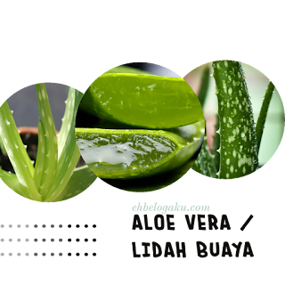 Aloe Vera bagus