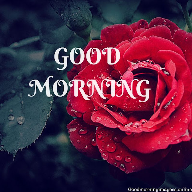 good morning images with flowers hd, good morning photos, good morning pics,