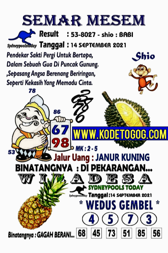 sdy selasa