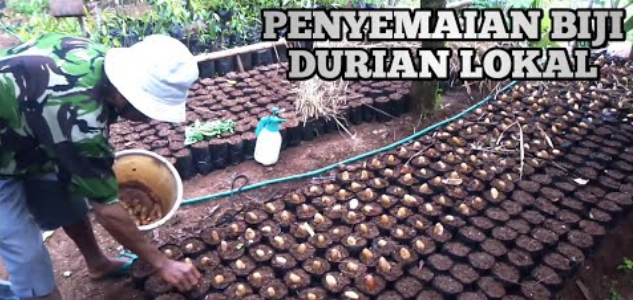 Tutorial Cara Menyemai Biji Durian Yang Betul Supaya 100% ...